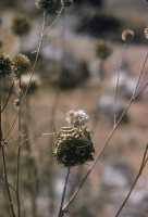 015 Nid de guèpes près d'Epiphania