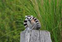 15 Lémurien (Maki Catta)