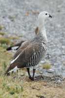 061 Ouette de Magellan