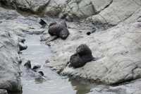 015 Otaries - Ohau Point Seal Colony