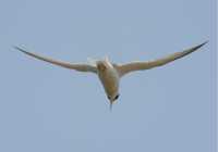 50 Hirondelle de mer