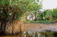 430 Puerto San José - Canal de Chiquimulilla