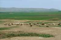 605 Troupeau et levées de terre dans le lointain