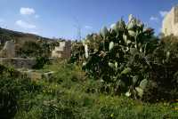 319 Entre St Paul et Mellieha