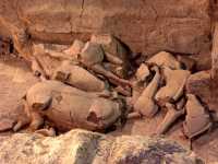 003 Fosse 2 - Chevaux