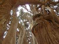 032 bis Abarqû, le cyprès de 4000 ans *