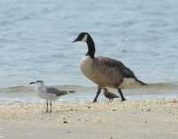 70 Oie mouette et petit oiseau
