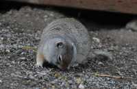 94 Chien de prairie converti en rat des villes