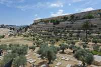 06 Oliviers dans la vallée du Cédron