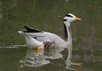 091 Oie à tête barrée