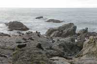 010 Otaries - Ohau Point Seal Colony