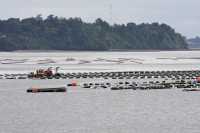 015 Linao - Parcs à moules