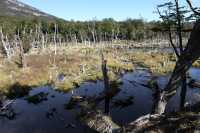 067 Habitat des castors