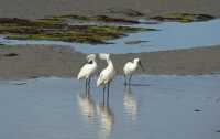 146 Black-faced Spoonbill (Platalea minor)