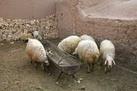 106 Village zoroastrien *