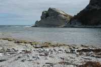 127 Mouettes (scopuline)