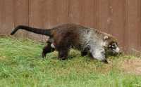 064 Coati brun
