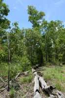 11 Forêt près de Yellow Water