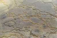 43 Mammoth Hot Spring Terraces