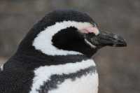 26 Pingouin