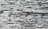 45 Flamands roses sur la Laguna amarga