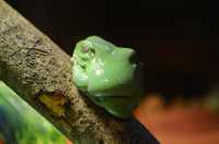 44 Grenouille (Australian Museum)