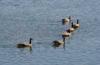 047 Yellowstone River (Bernaches)