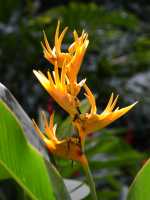 037 Fleur (L'oiseau du paradis ou Heliconia yellowtorch)