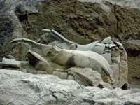 009 Fosse 2 - Chevaux