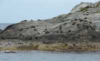 052 Otaries au bout de Doubtful Sound