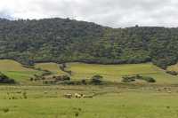 141 Pâturages près de Catlins Lake