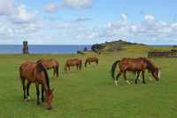 19 Chevaux & Hanga Kio'e