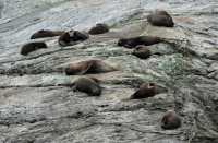 058 Otaries au bout de Doubtful Sound