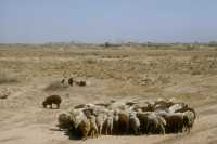 382 Près de Borsippa (Birs Nimroud)