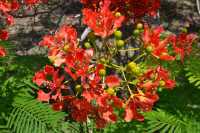 04 Kursi - Jardin à l'entrée du monastère