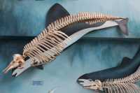 035 Phococoena dioptrica