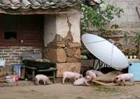 26 Parabole & petits cochons