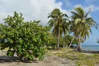 139 Marae Opu Teina (Taputapuatea)