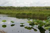 19 Nénuphars - Foog Dam