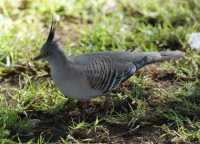 17 Crested Pigeon (Ocyphaps lophotes)