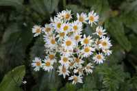 26 Marguerites sur la plage