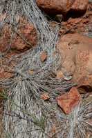 36 Herbe bleue - Valley of the Winds B