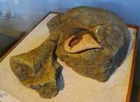 06 Oeil de Moai en corail (Ahu Nau-Nau)