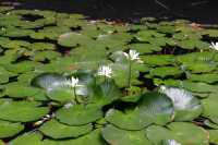 041 Nénuphars - Grotte Teanateatea