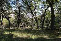 041 Forêt au sud du Lago Grey