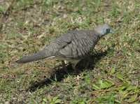 105 Tourterelle (Géopélie zébrée) Phare de la pointe de Vénus
