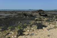 08 Parcs à huitres de Scluze