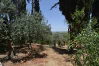 64 Ein Karim - Jardin du monastère russe