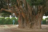 032 Abarqû, le cyprès de 4000 ans *