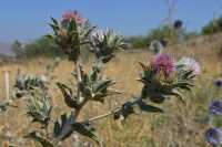 15 Chardon dans la région inhabitée au nord-est du lac